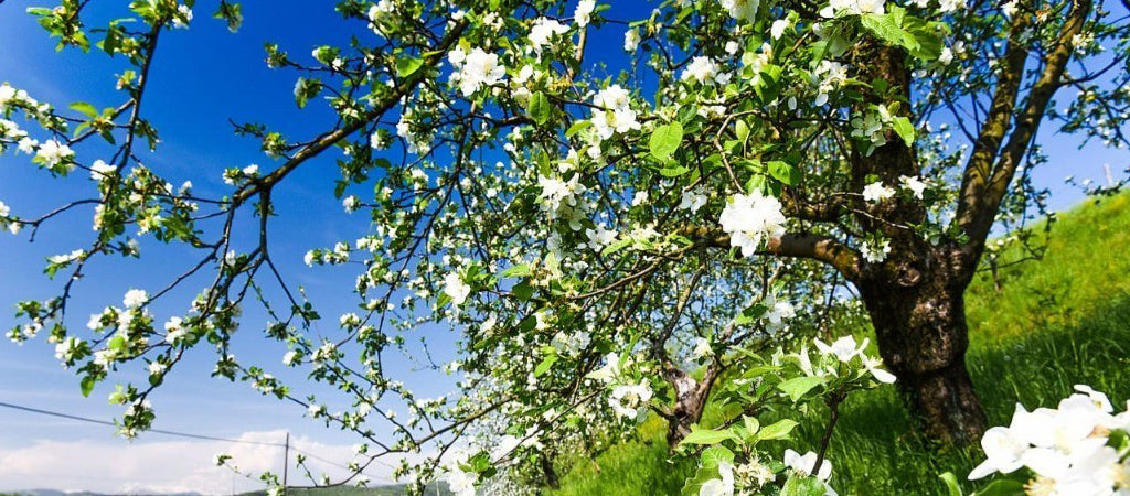 Guida ai Migliori Sauvignon d’Italia 2025 – La Classifica per Regione